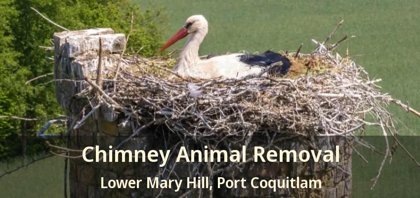 Chimney Animal Removal Lower Mary Hill, Port Coquitlam - BC