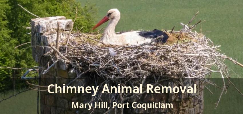 Chimney Animal Removal Mary Hill, Port Coquitlam - BC