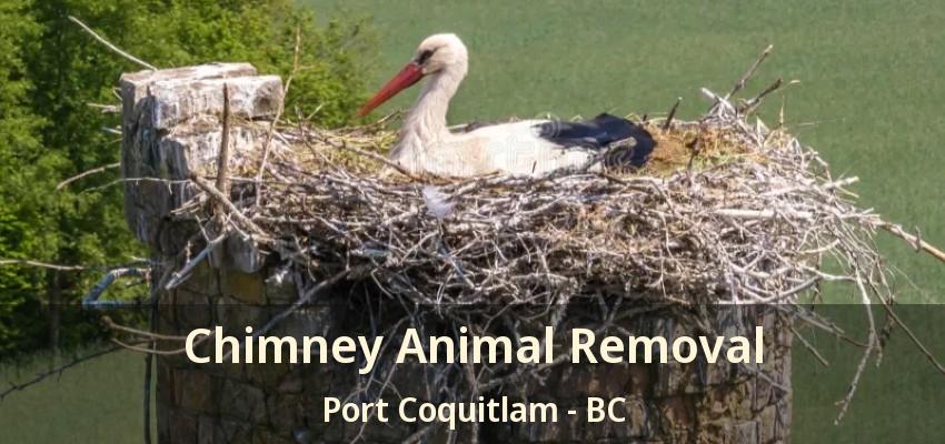 Chimney Animal Removal Port Coquitlam - BC