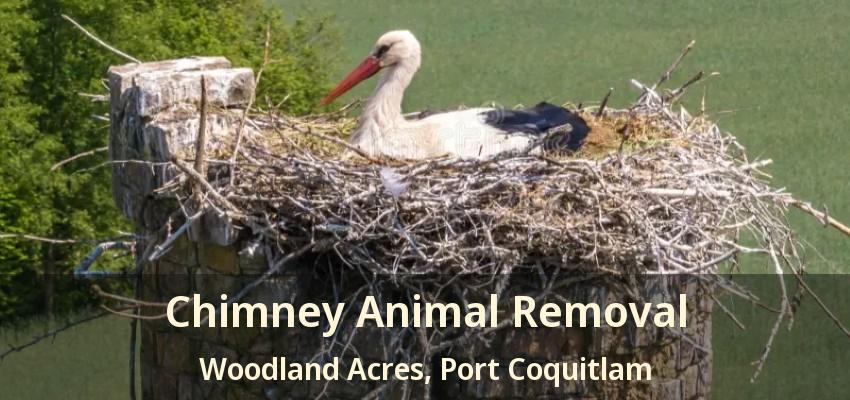 Chimney Animal Removal Woodland Acres, Port Coquitlam - BC