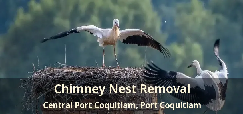 Chimney Nest Removal Central Port Coquitlam, Port Coquitlam - BC