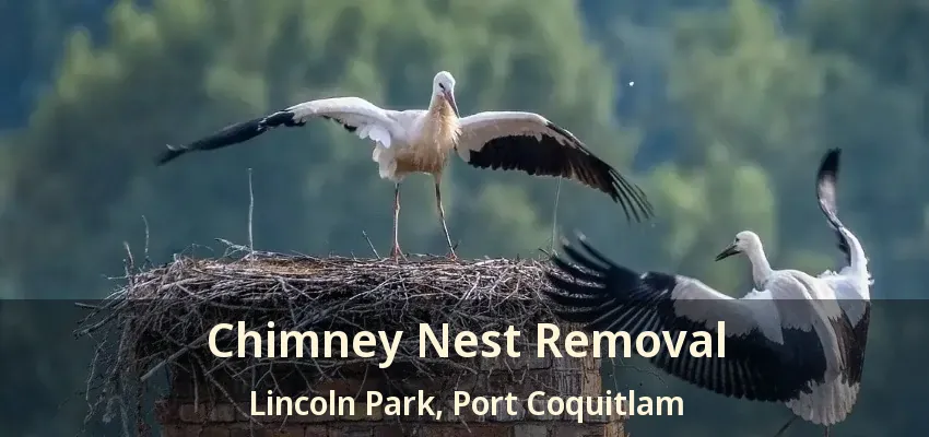 Chimney Nest Removal Lincoln Park, Port Coquitlam - BC