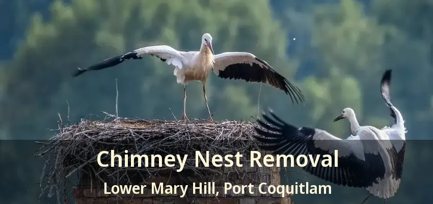 Chimney Nest Removal Lower Mary Hill, Port Coquitlam - BC