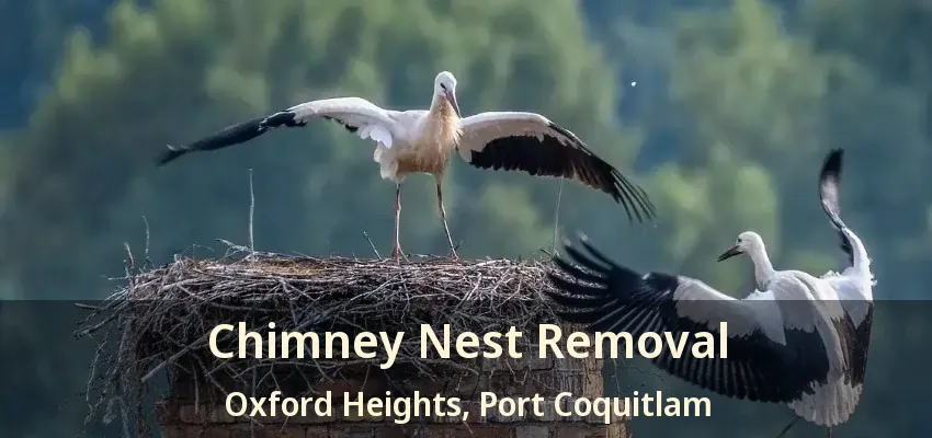 Chimney Nest Removal Oxford Heights, Port Coquitlam - BC